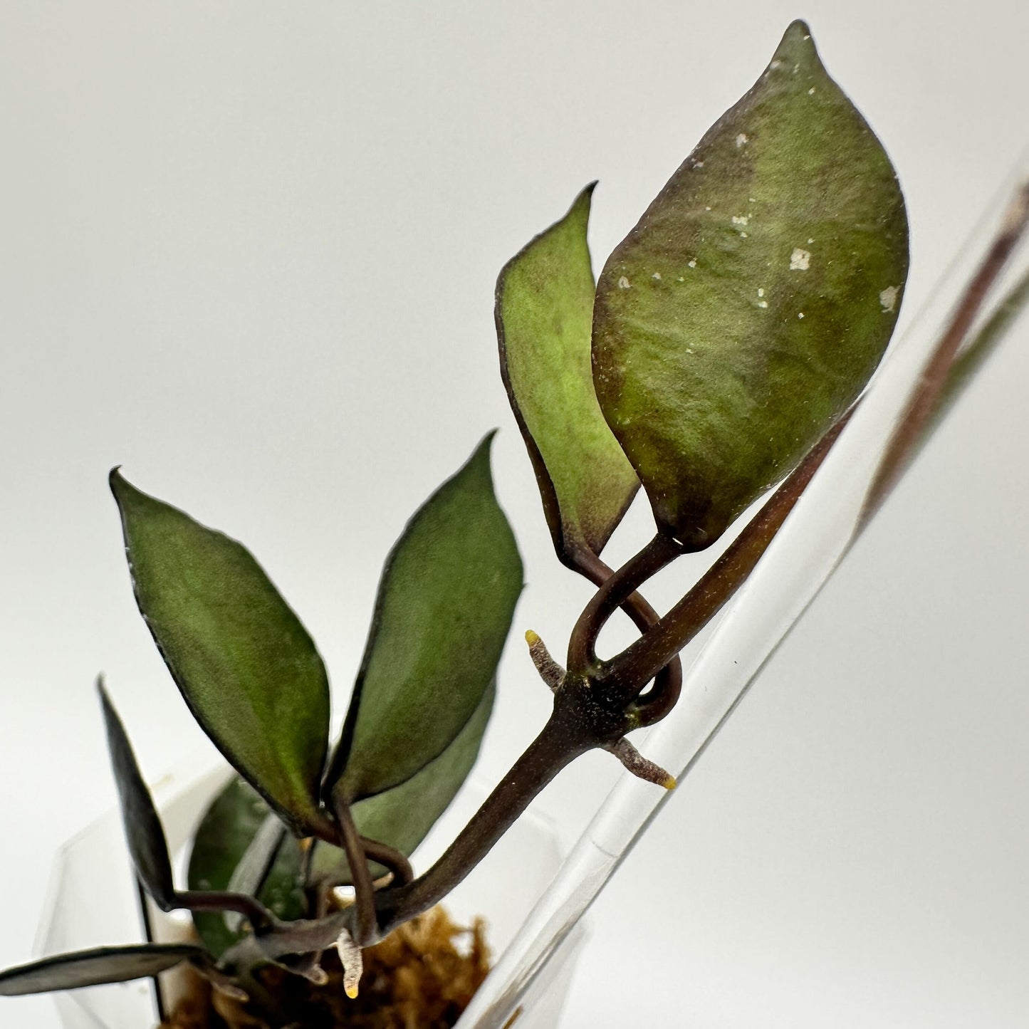 FRESH CHOP | HOYA LACUNOSA BLACK (A)