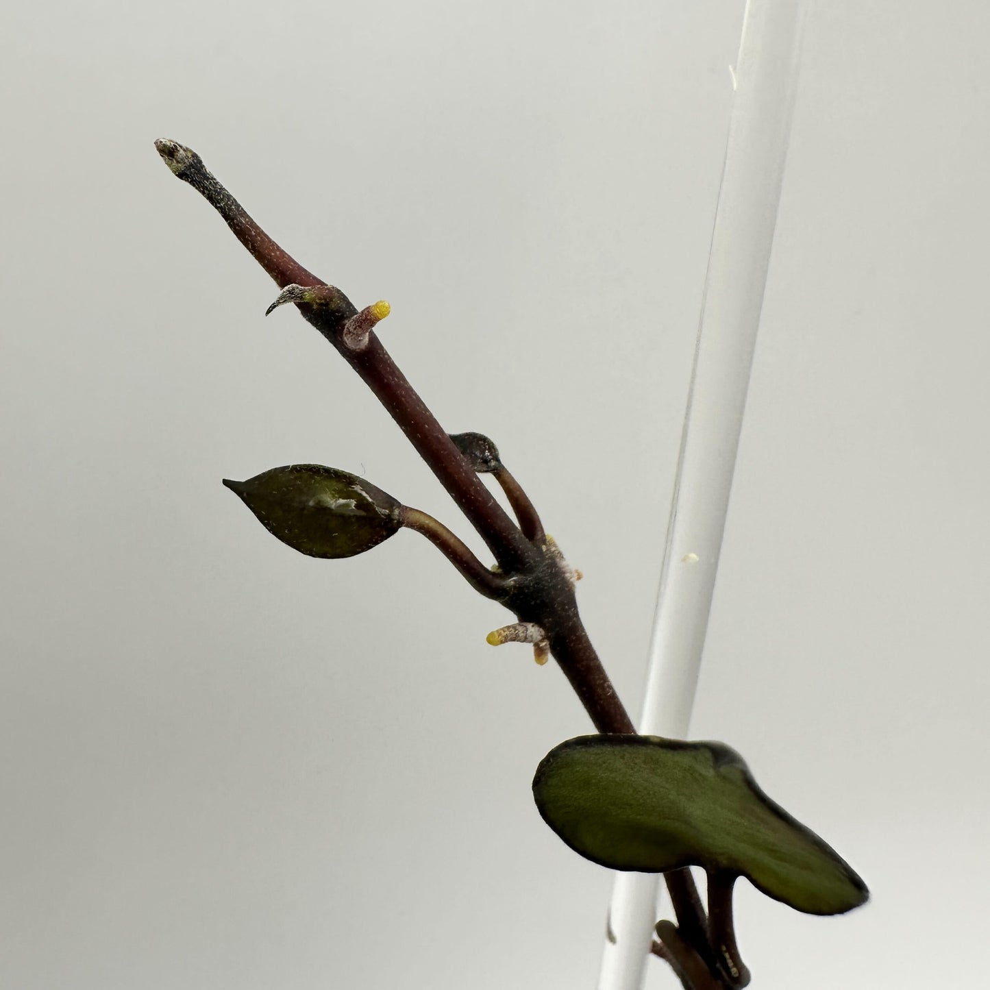 FRESH CHOP | HOYA LACUNOSA BLACK (A)