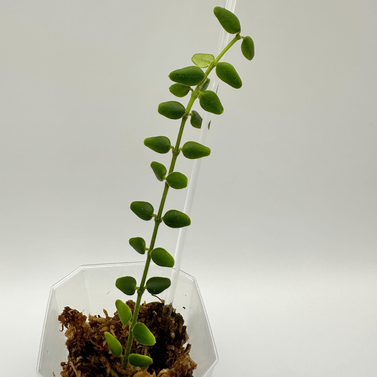 FRESH CHOP | HOYA PYRIFOLIA (A)