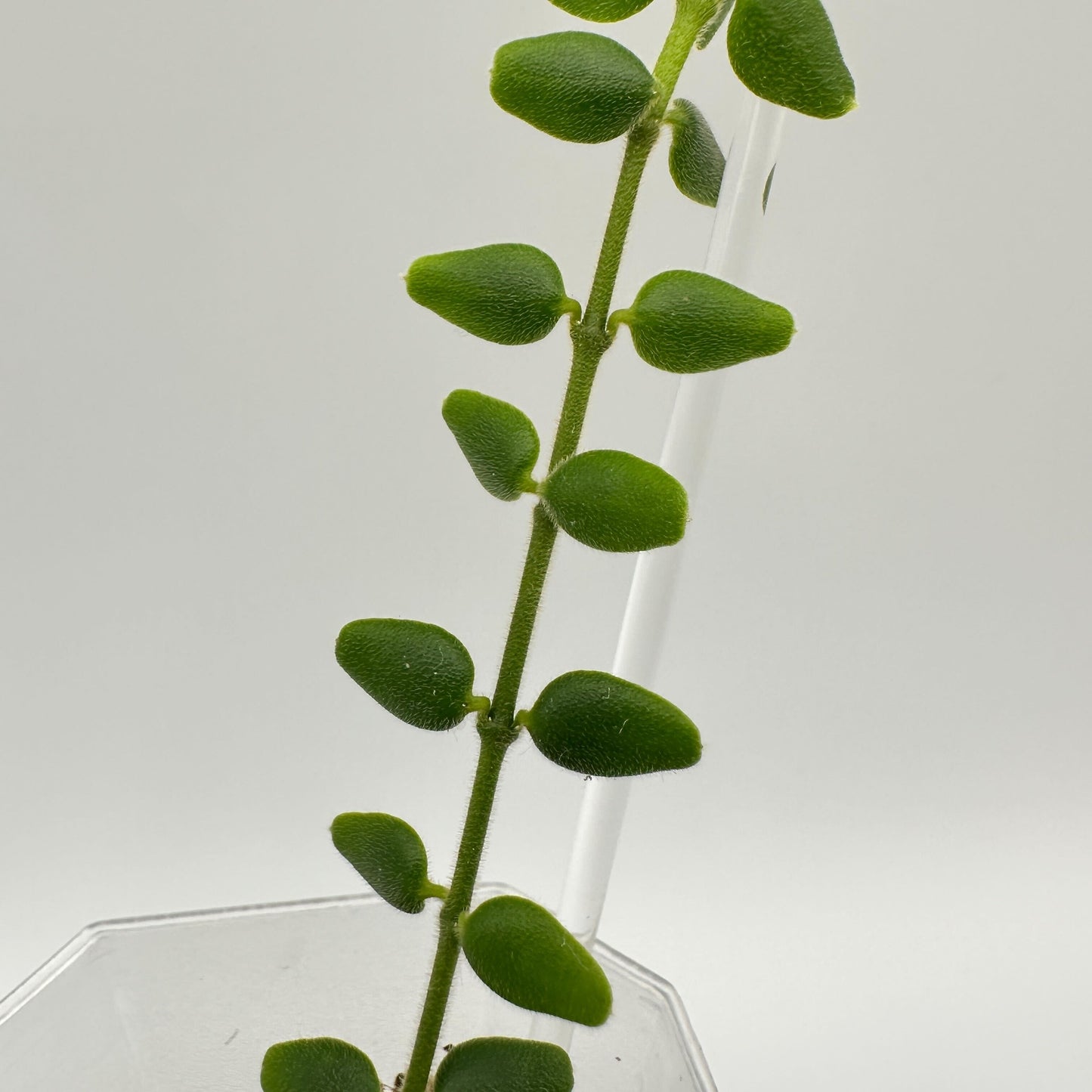 FRESH CHOP | HOYA PYRIFOLIA (A)