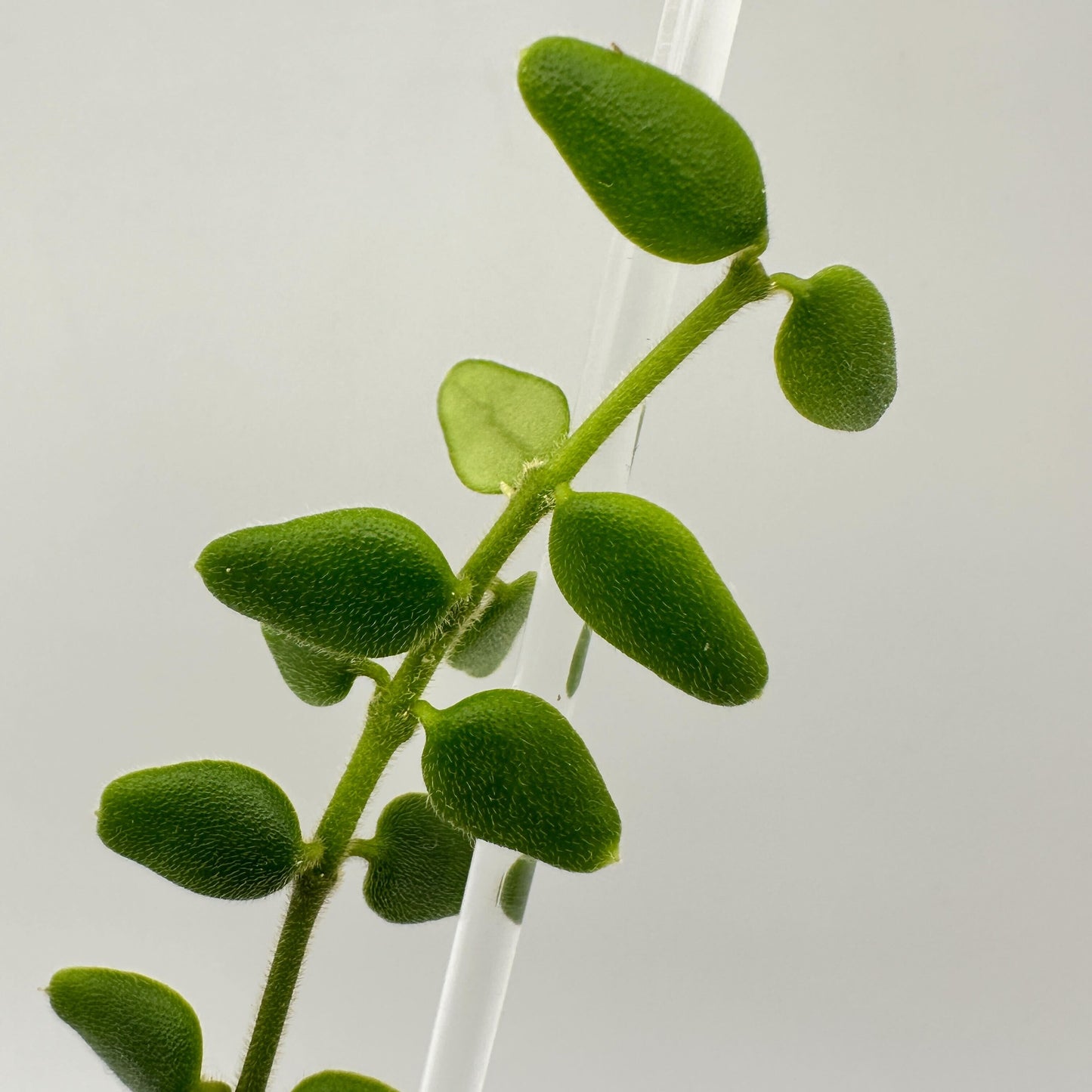 FRESH CHOP | HOYA PYRIFOLIA (A)