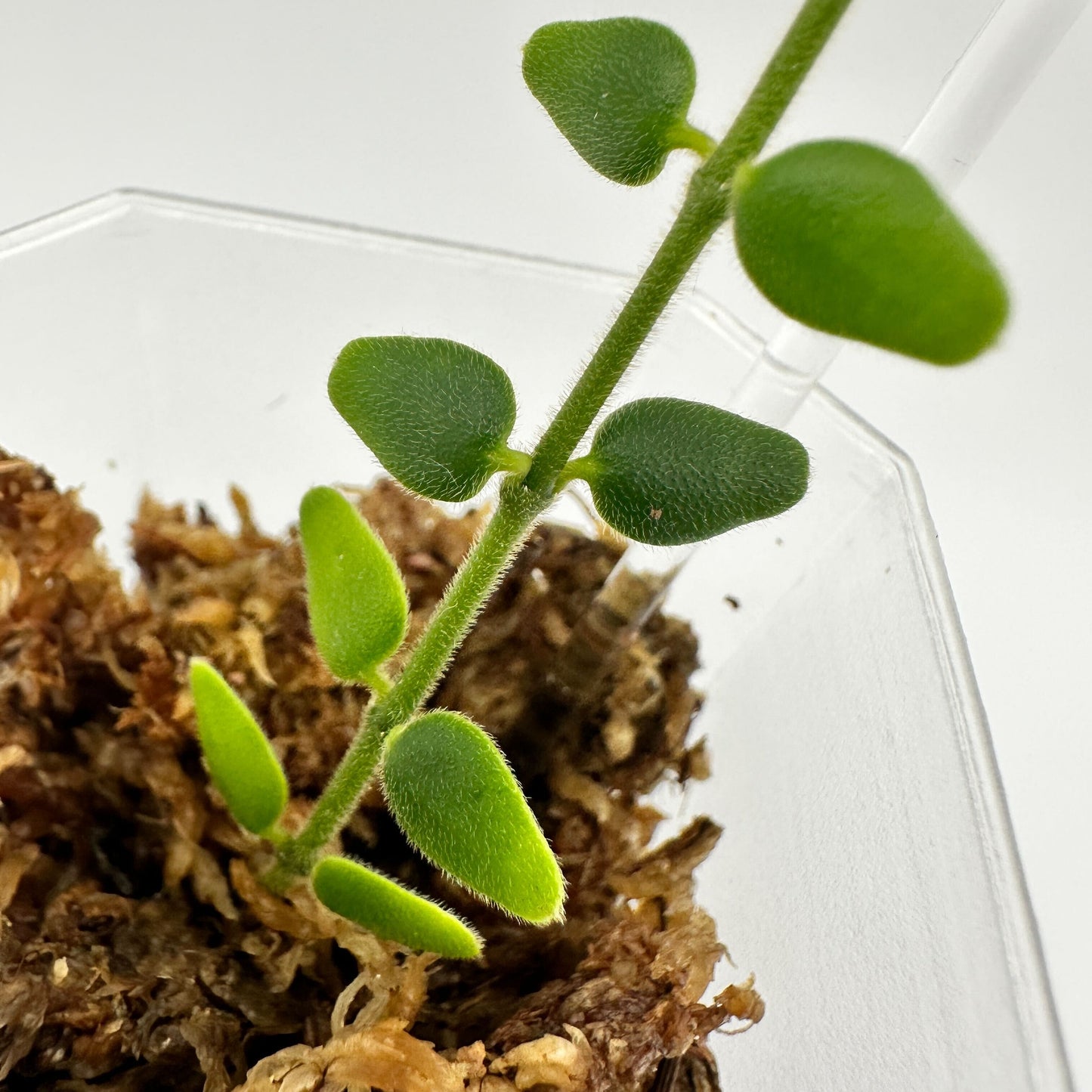 FRESH CHOP | HOYA PYRIFOLIA (A)