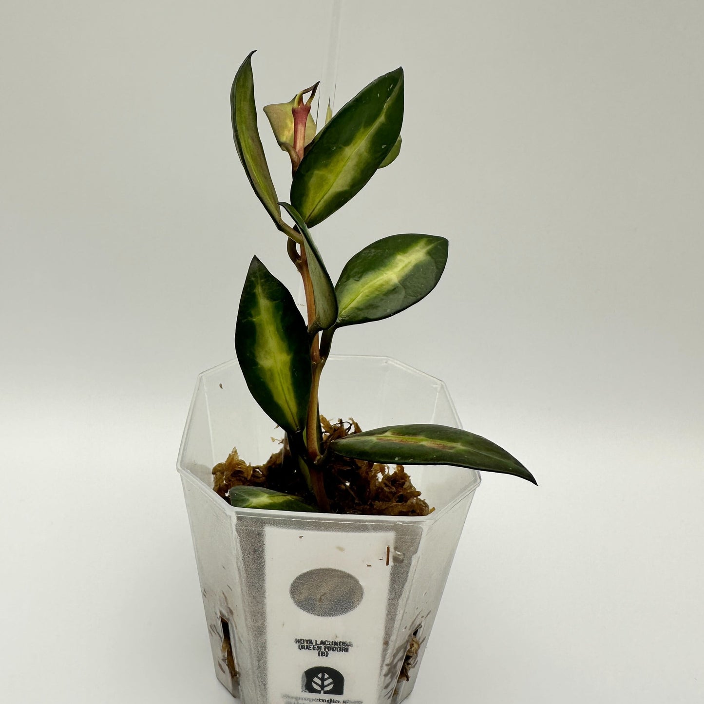 FRESH CHOP | HOYA LACUNOSA QUEEN MIDORI (B)