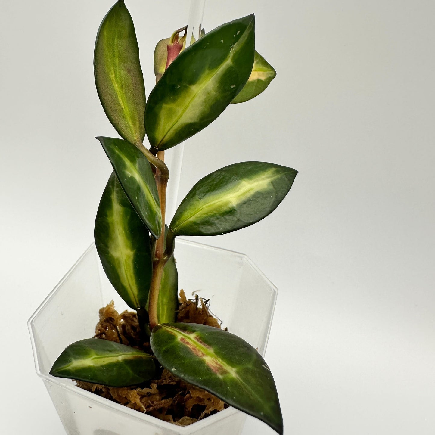 FRESH CHOP | HOYA LACUNOSA QUEEN MIDORI (B)