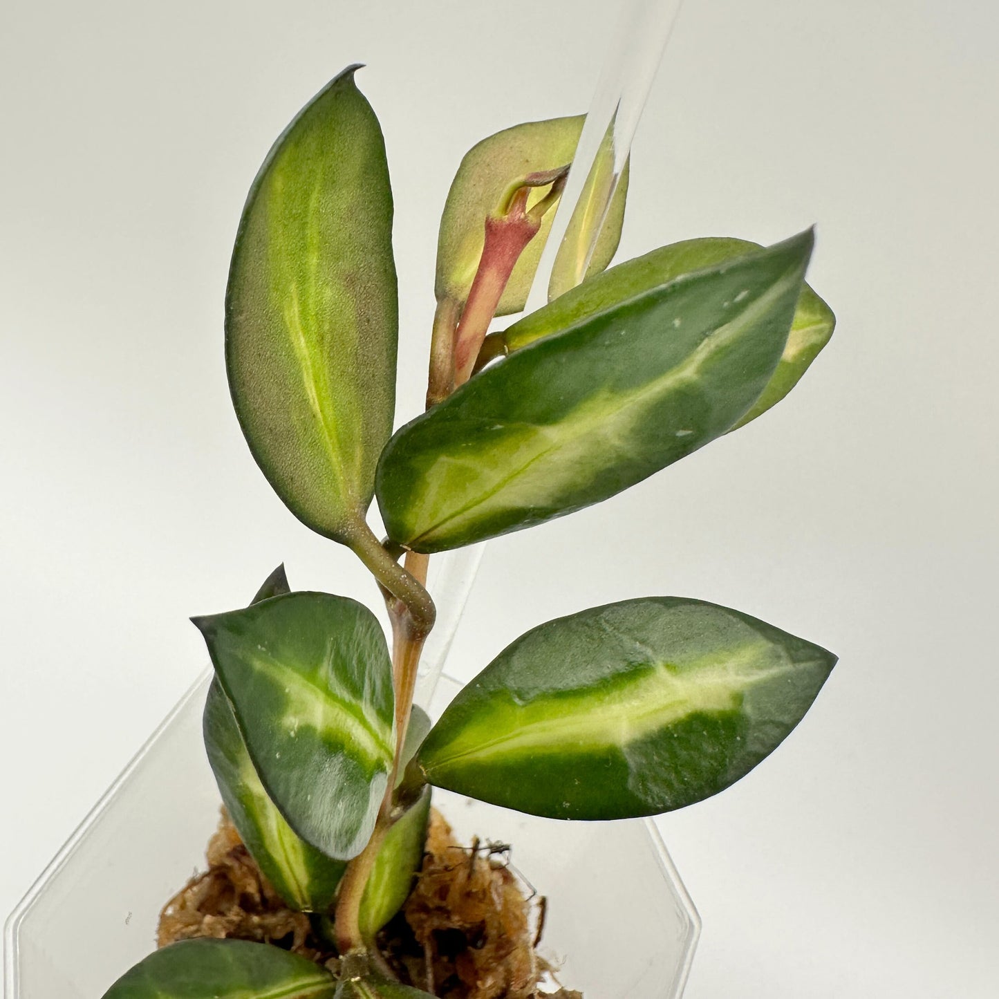 FRESH CHOP | HOYA LACUNOSA QUEEN MIDORI (B)