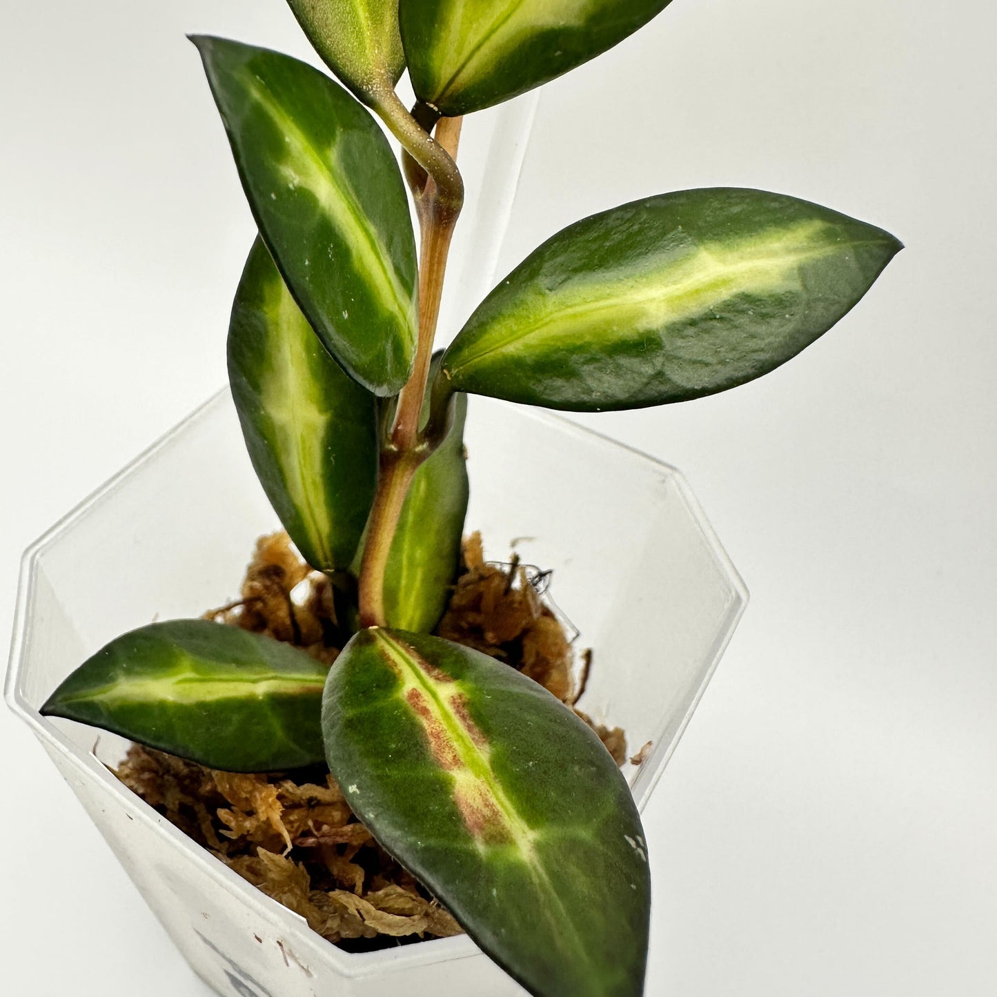 FRESH CHOP | HOYA LACUNOSA QUEEN MIDORI (B)