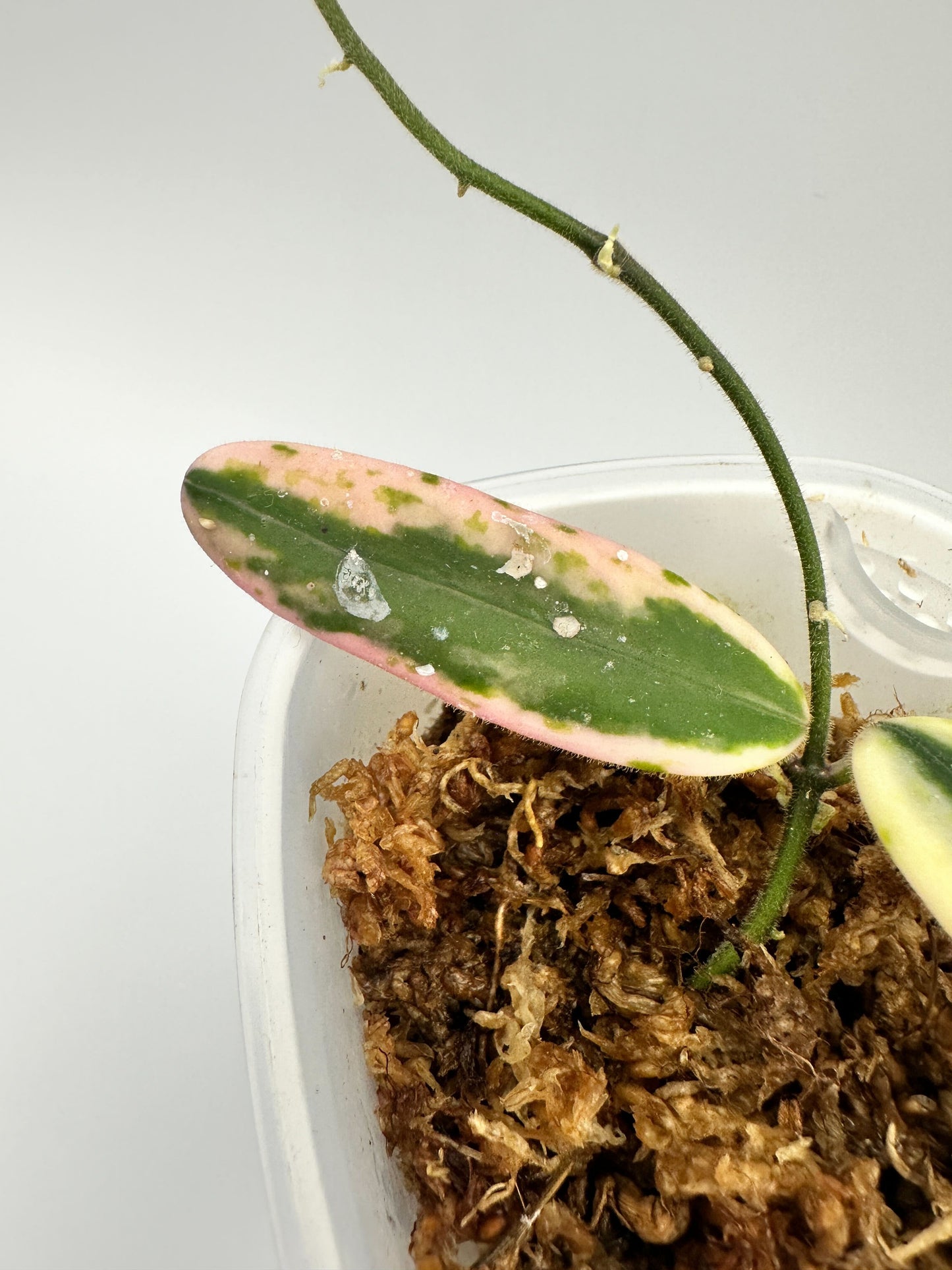 HOYA LYI PRISM (A)