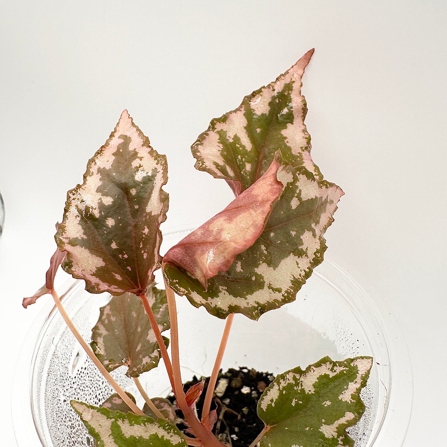 BEGONIA IGNITA HYBRID