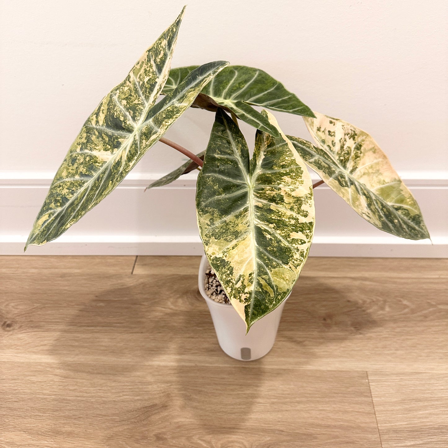 ALOCASIA NAIROBI NIGHT GOLD PUP GROWN FROM CORM (A)