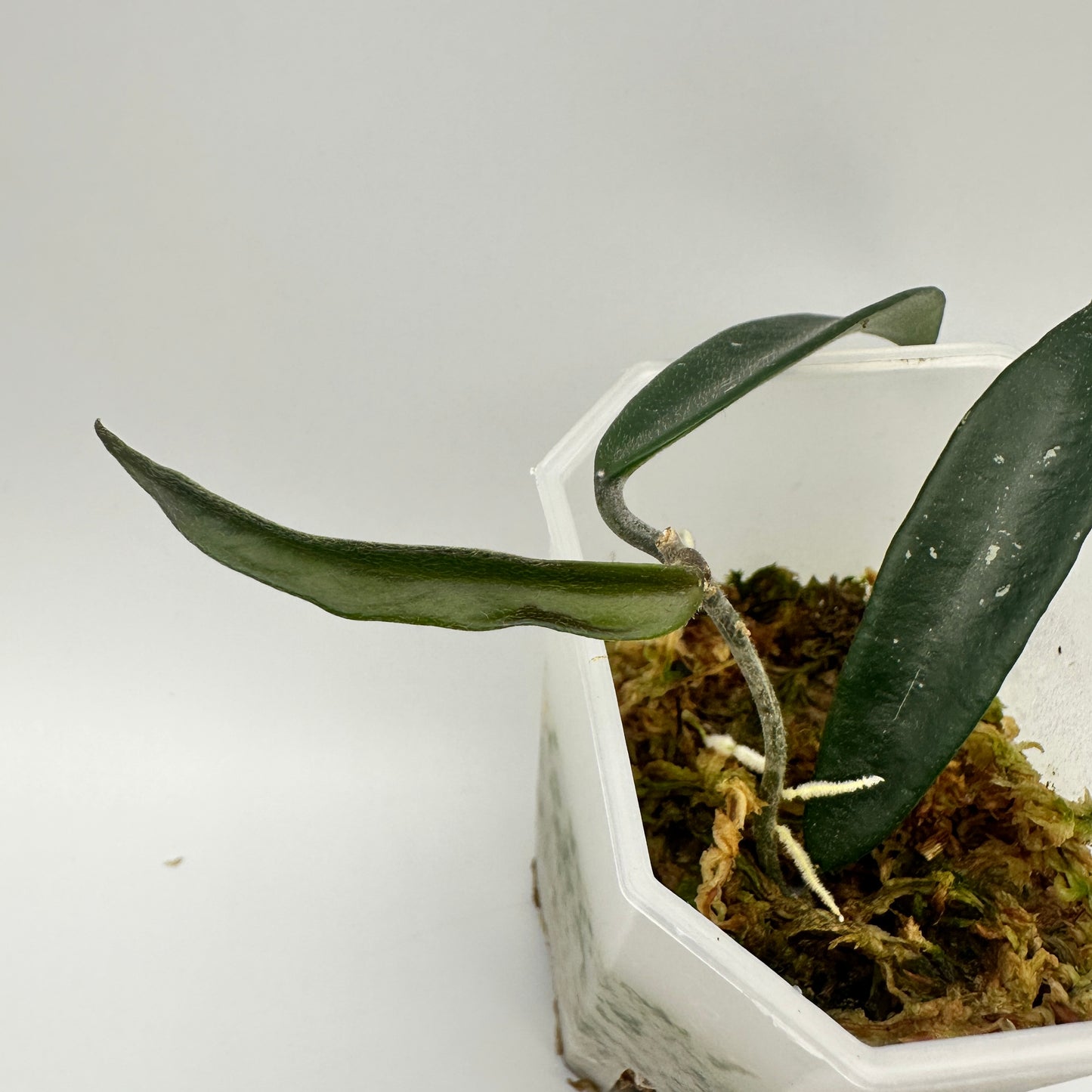 HOYA MIRABILIS CLONE