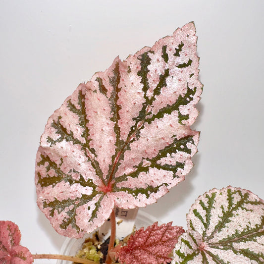 BEGONIA TINGLEY MALLET (JUVENILE) B