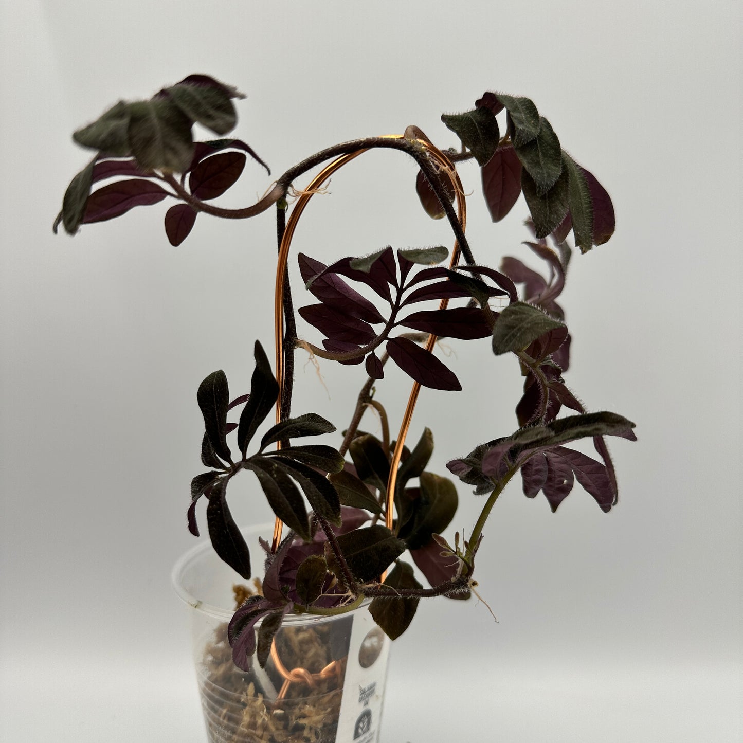SOLANUM ULEANUM (A)