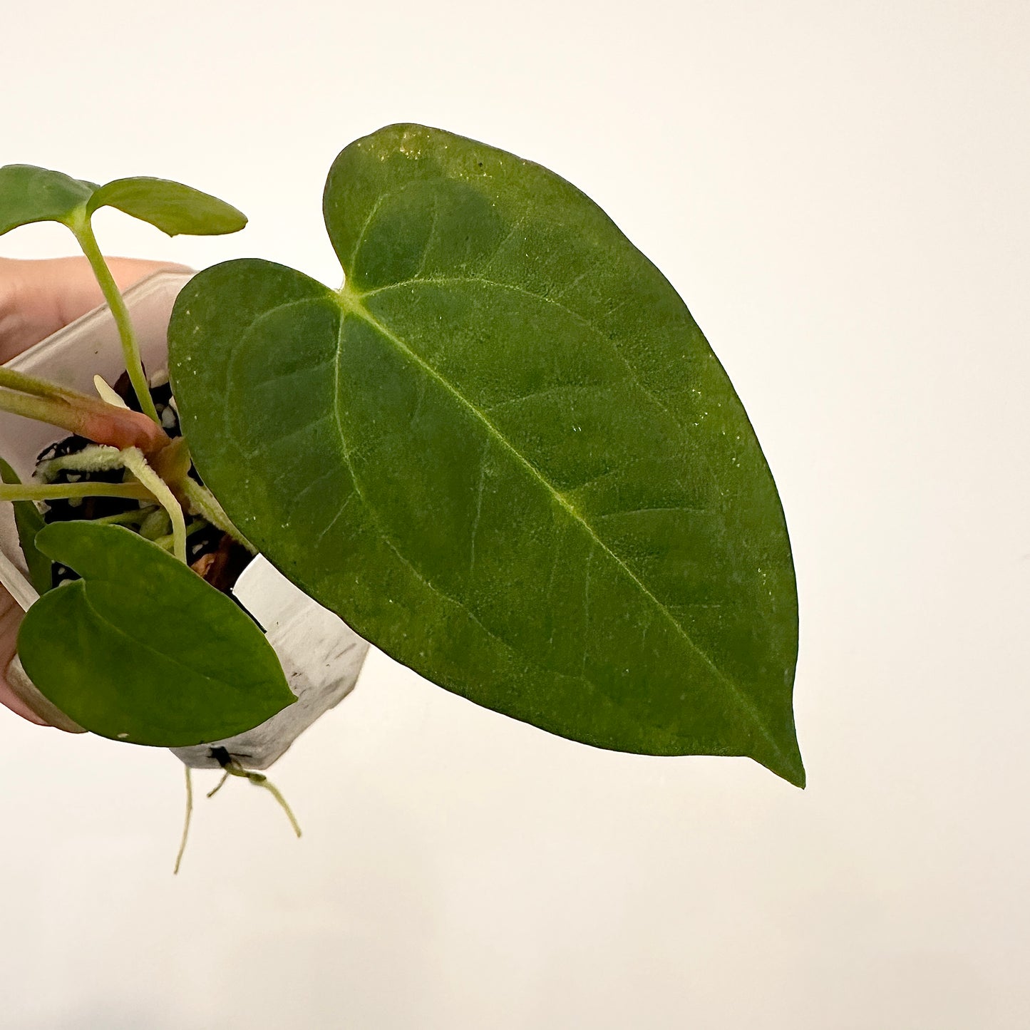 ANTHURIUM DP X (MAG X AOS)