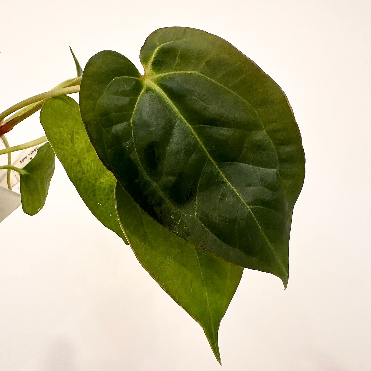 ANTHURIUM DP X (MAG X AOS)