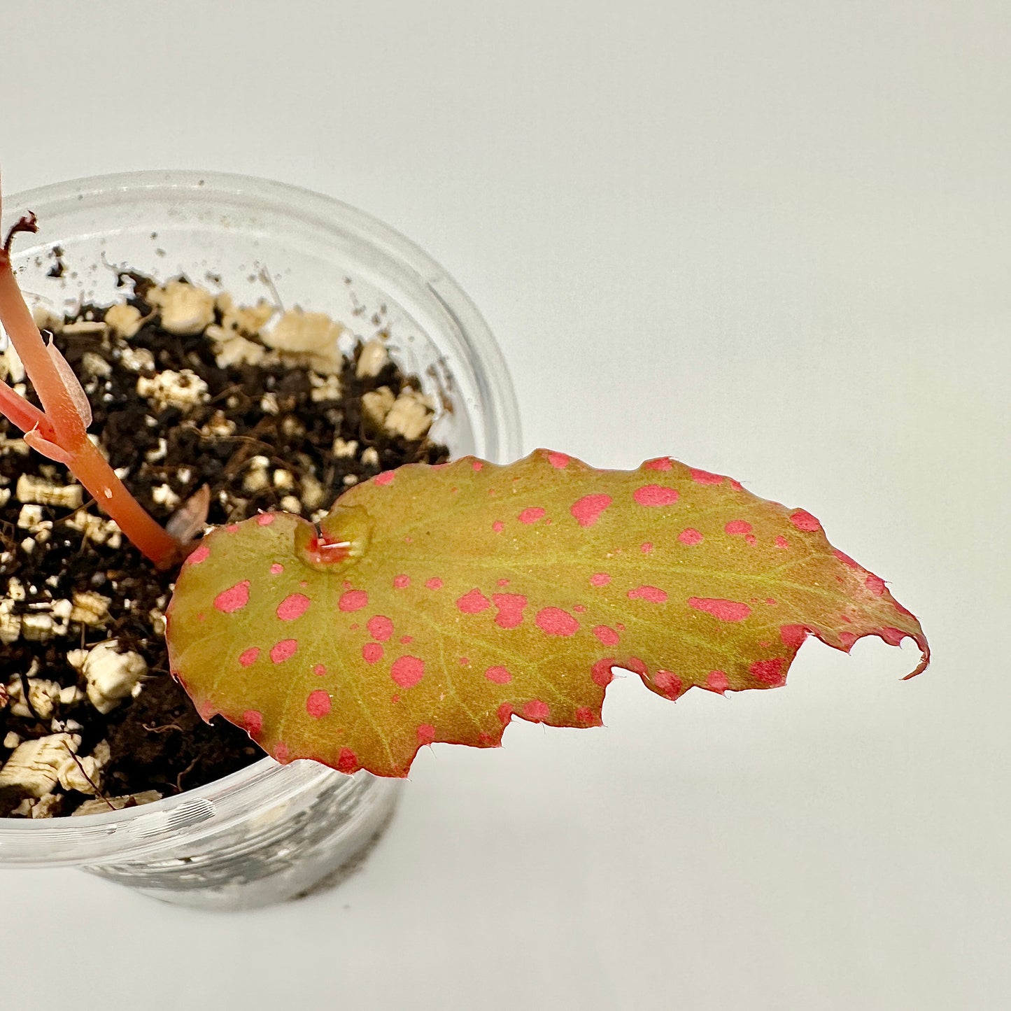 BEGONIA NEGROSENSIS