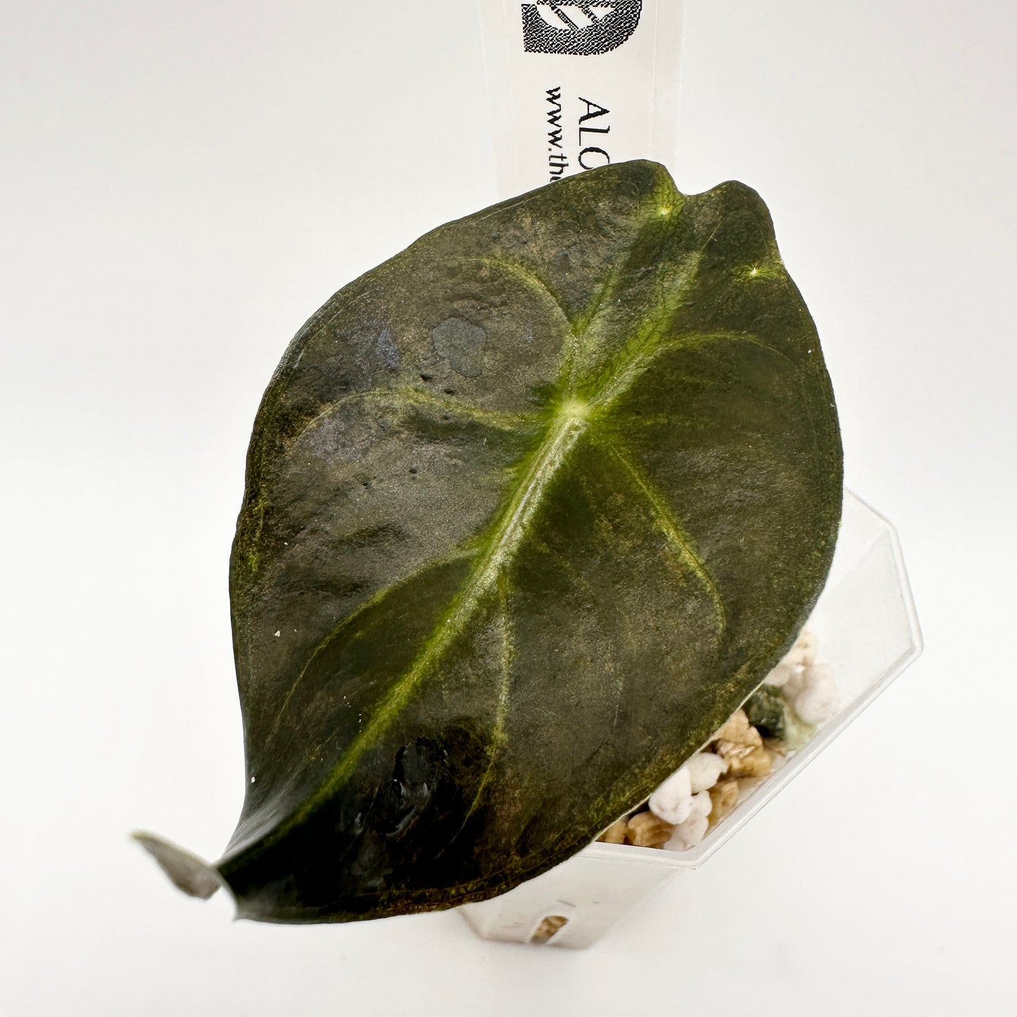 ALOCASIA NAIROBI NIGHT GOLD PUP GROWN FROM CORM (B)