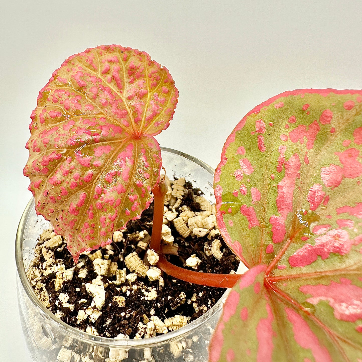 BEGONIA ROSEOPUNCTATA