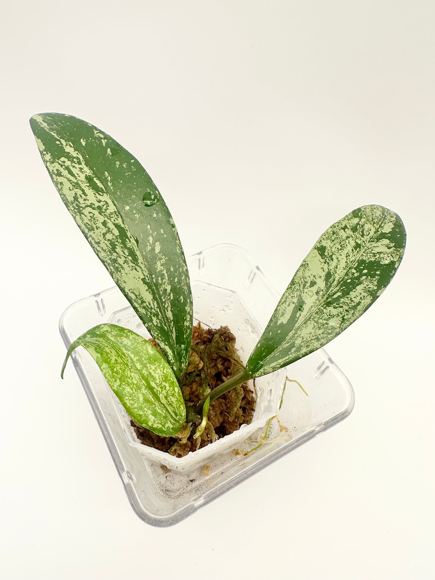 HOYA PUBICALYX PINK SILVER GHOST (C)