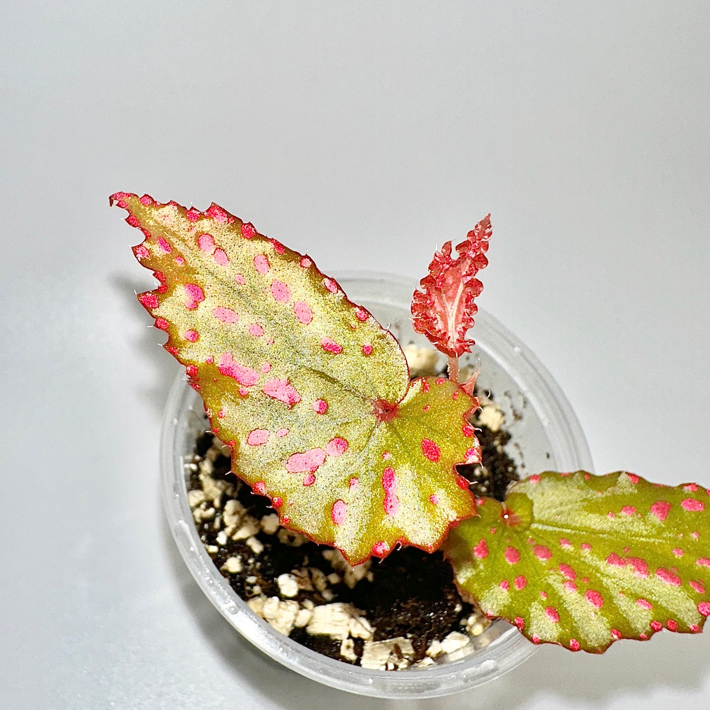 BEGONIA NEGROSENSIS