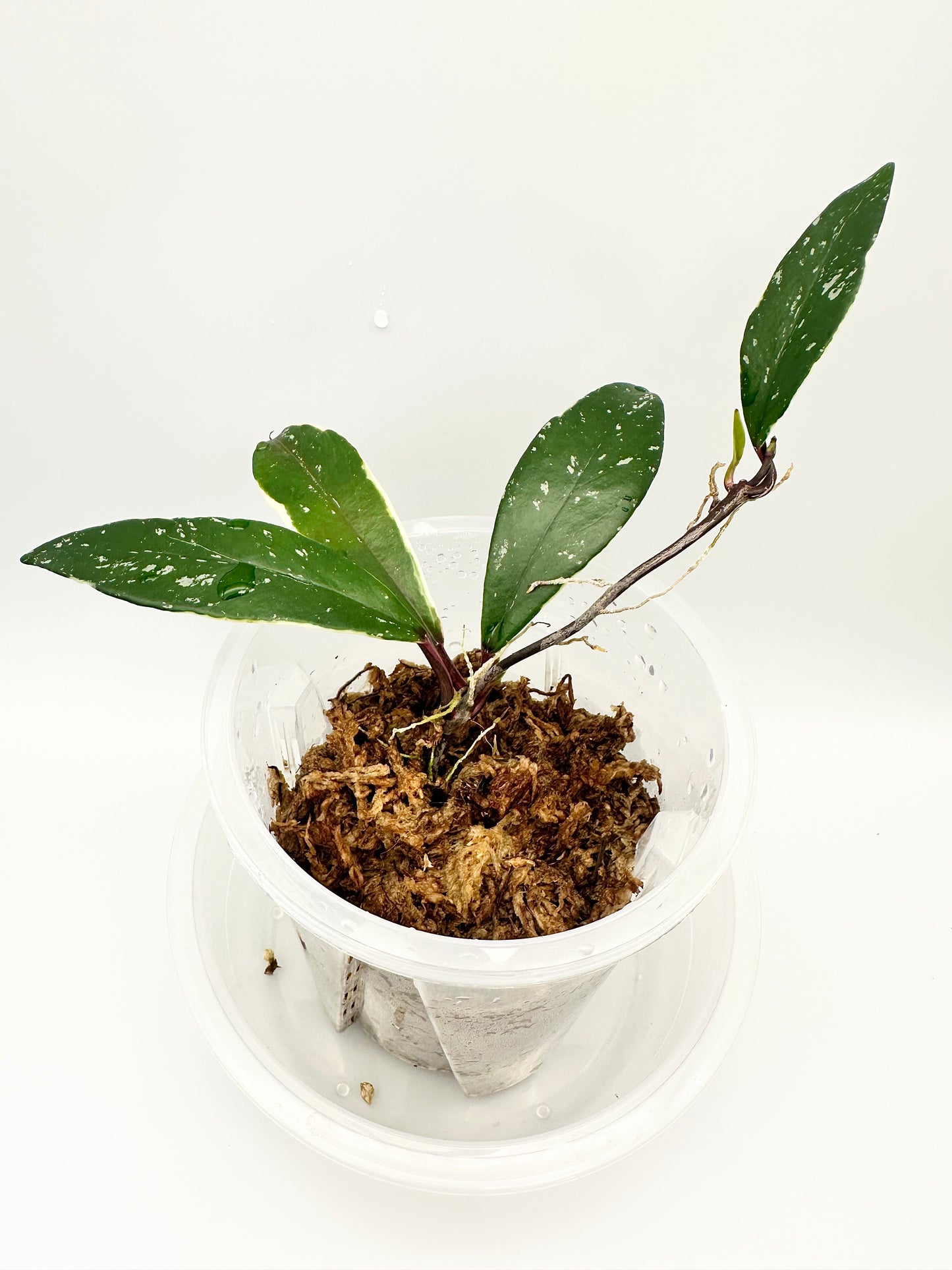 HOYA PUBICALYX PINK SILVER GHOST ALBOMARGINATA SPLASH (A)