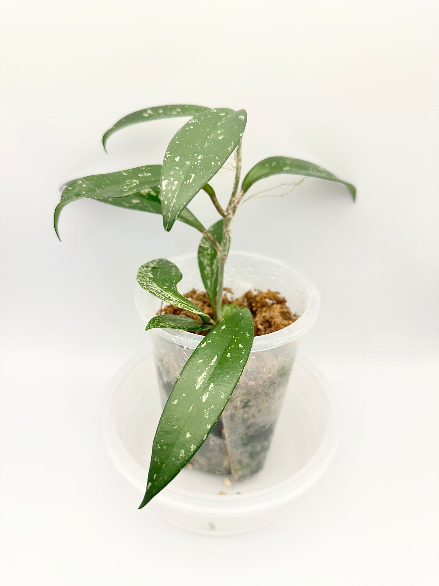 HOYA PUBICALYX SPLASH
