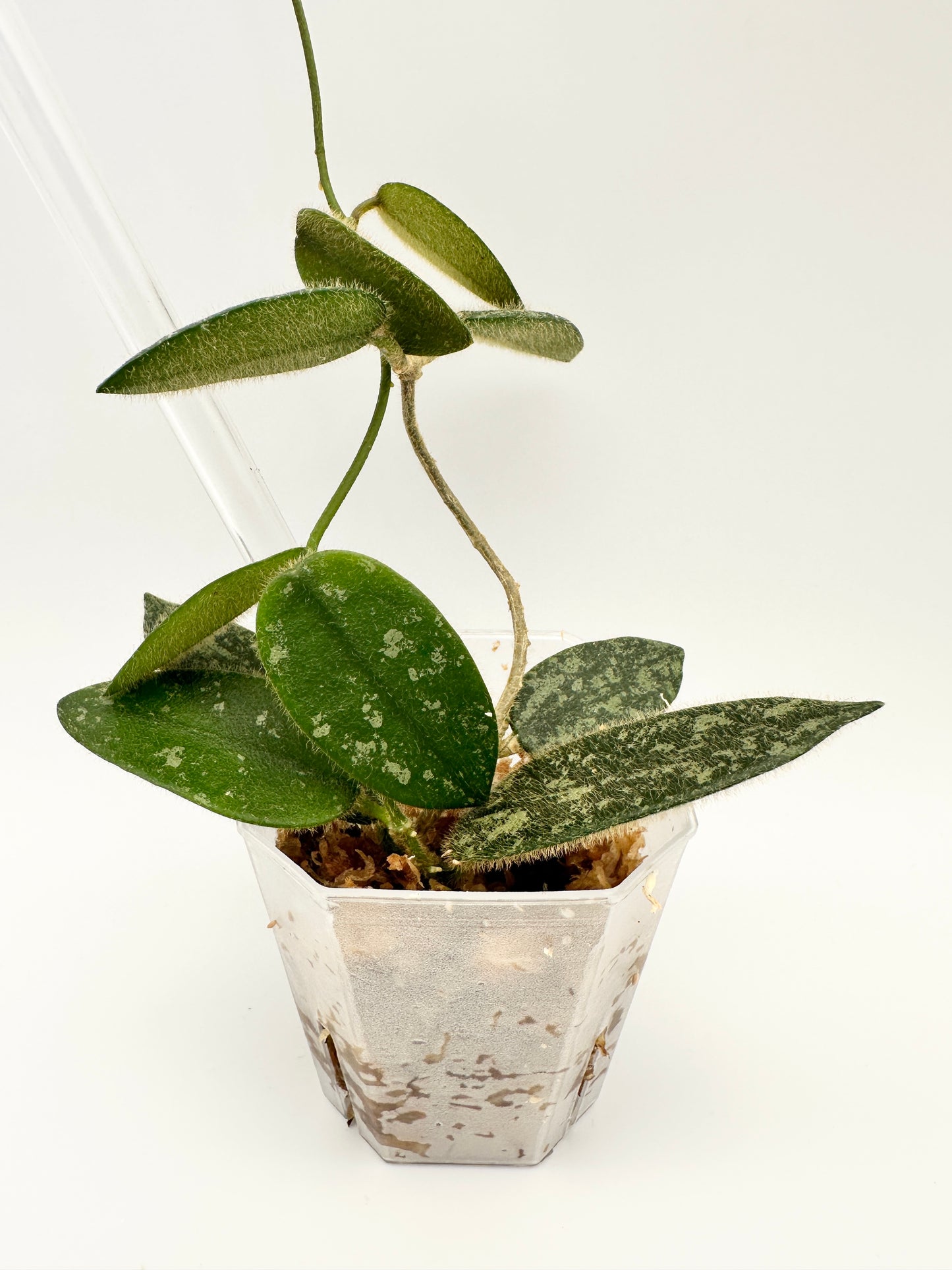 HOYA THOMSONII SPLASH (D)