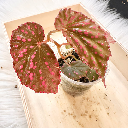 BEGONIA NEGROSENSIS