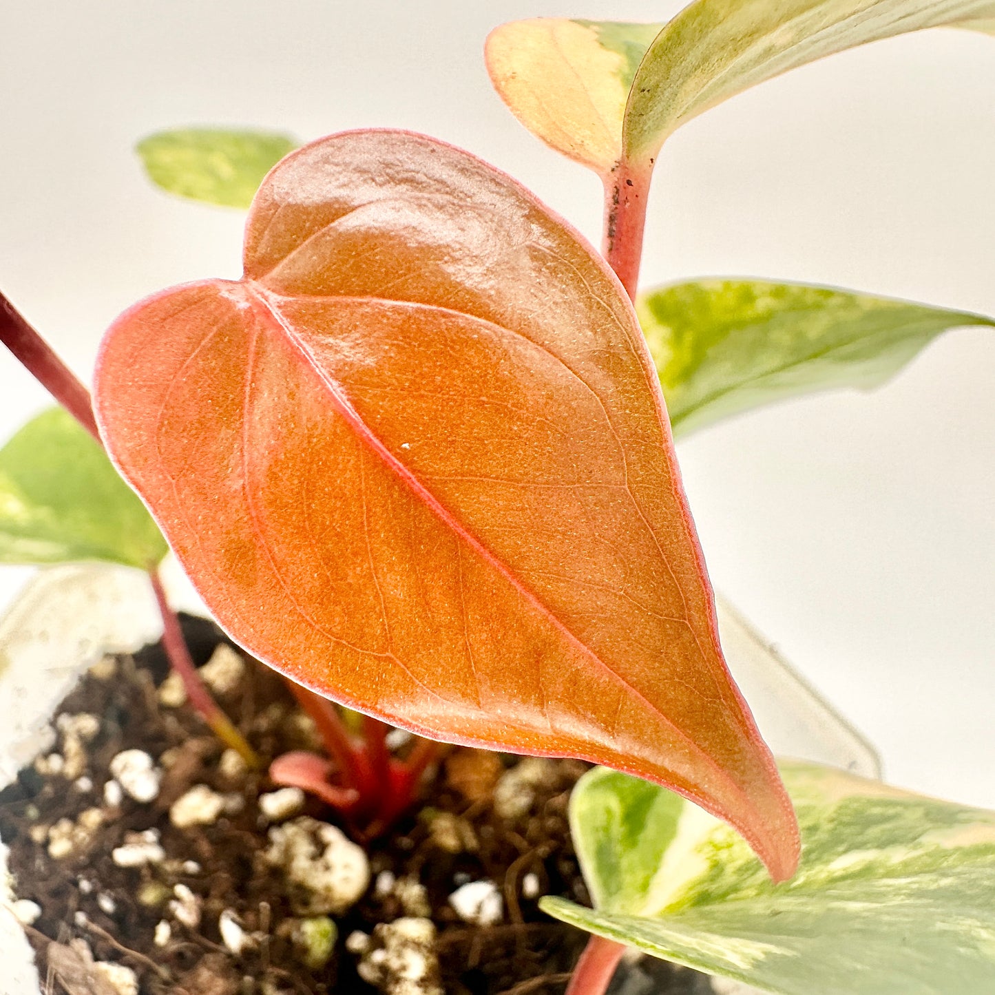 🦄 VARIEGATED ANTHURIUM ANDRAEANUM