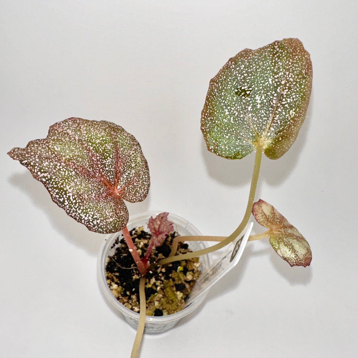 BEGONIA ROBIN