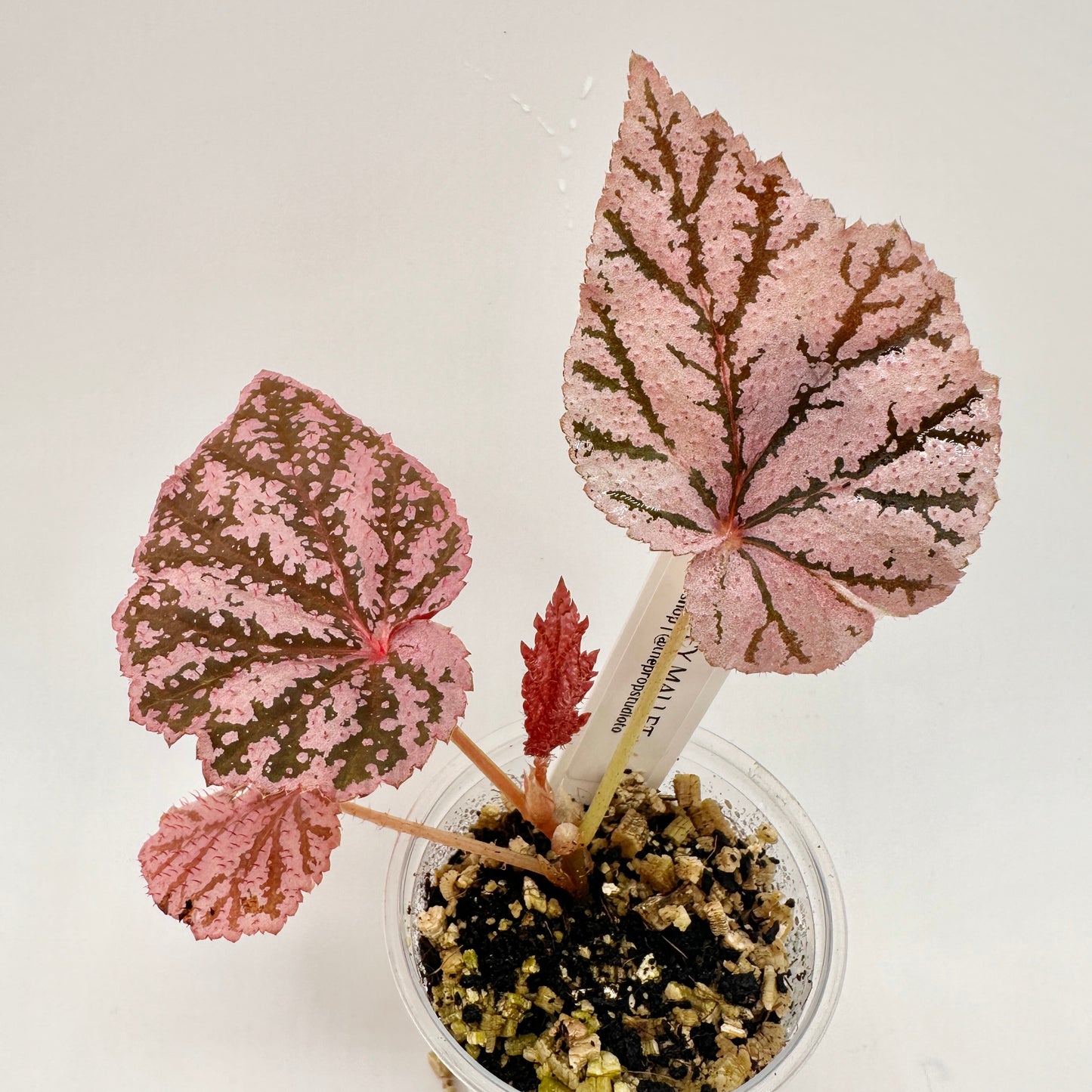 BEGONIA TINGLEY MALLET (JUVENILE) A