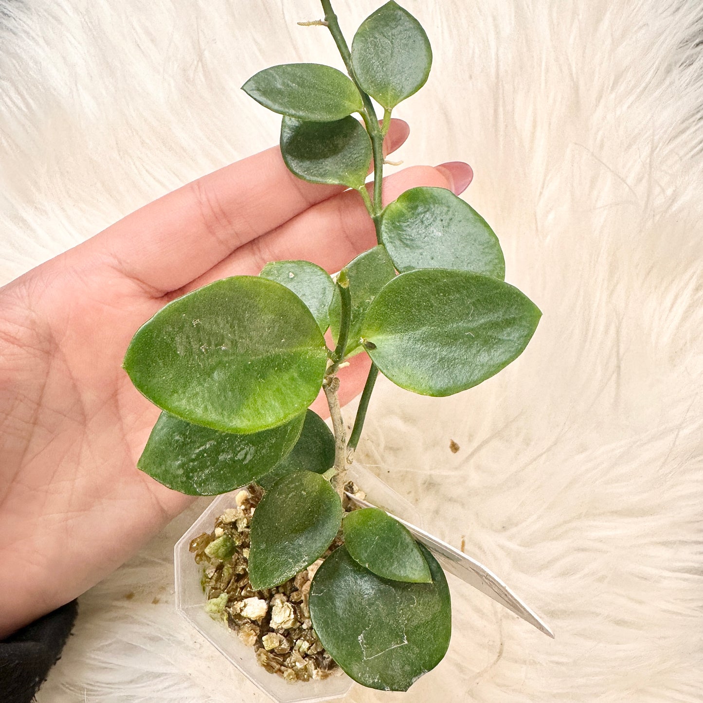 HOYA BAKOENSIS