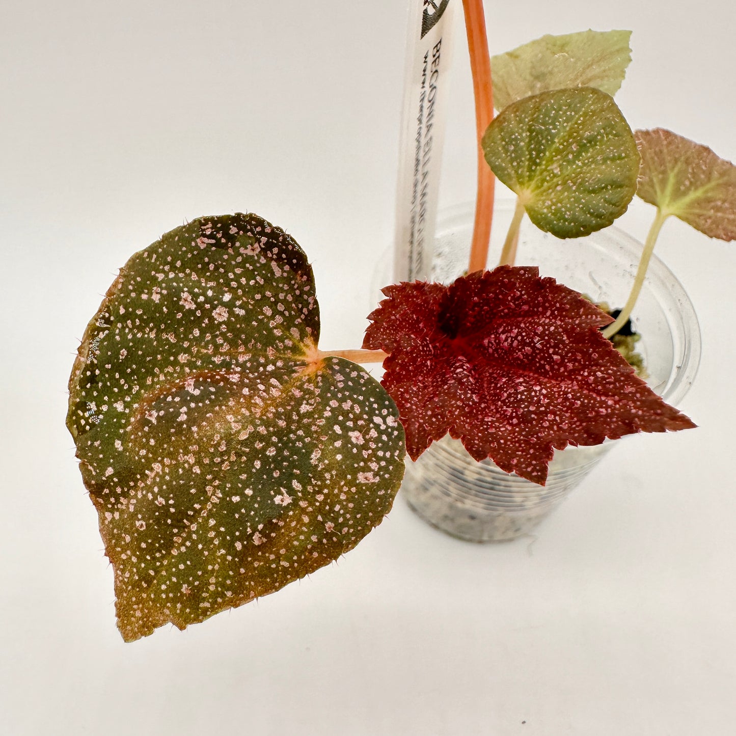 BEGONIA ELLA MARGUERITE