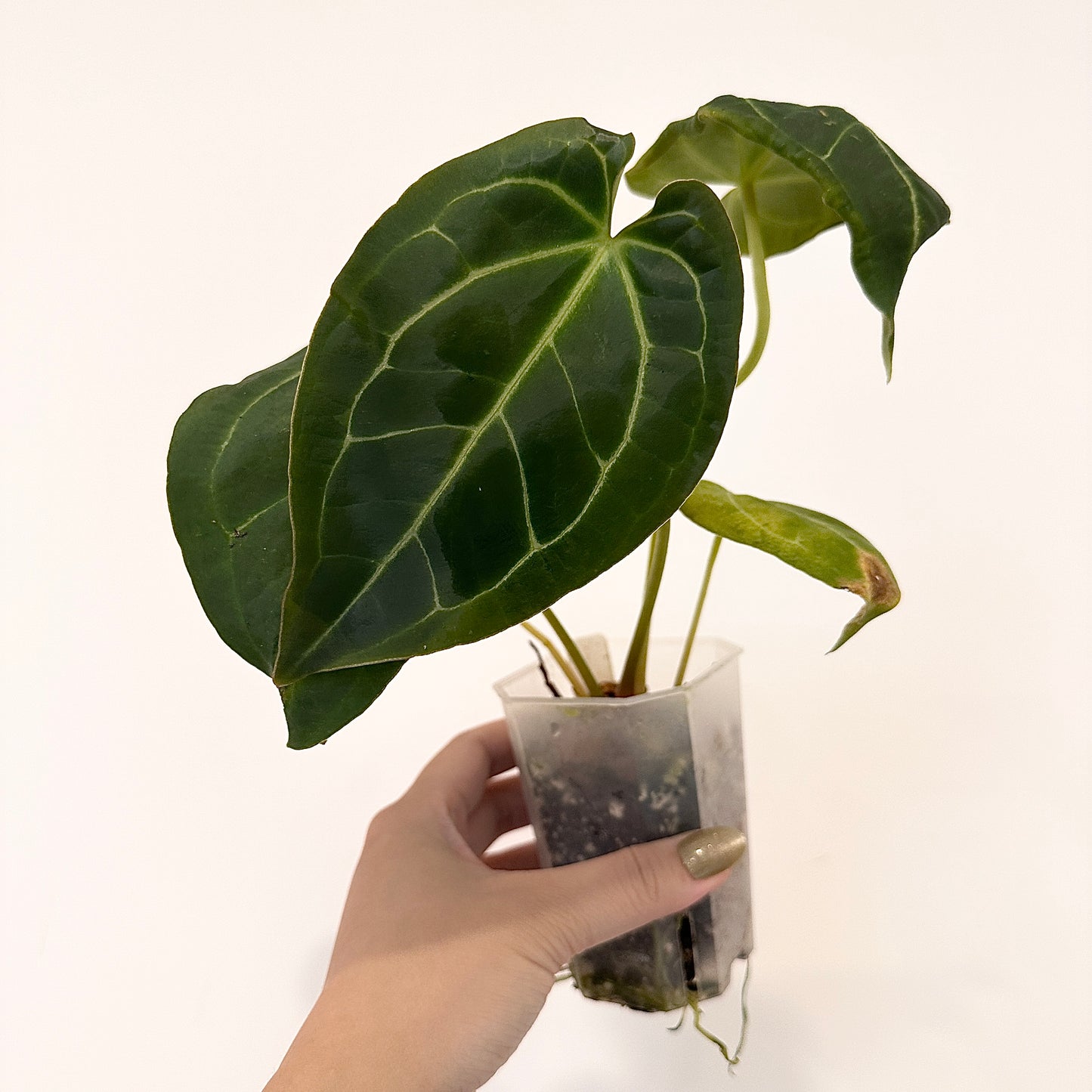 ANTHURIUM BESSEAE AFF x FORGETII