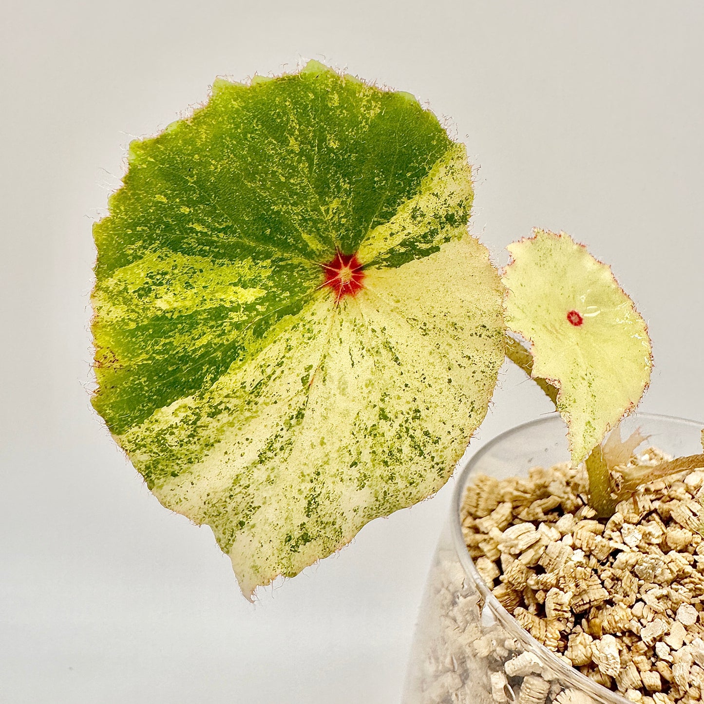 BEGONIA ROGUE VARIEGATED