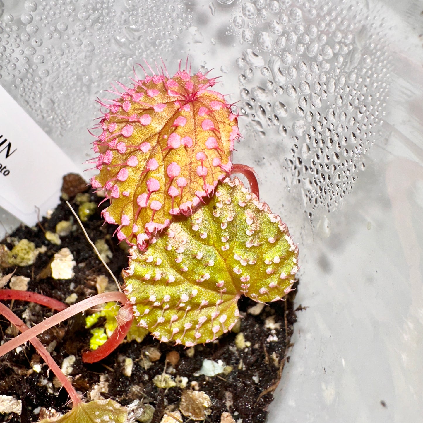 🦄 BEGONIA PINK URCHIN