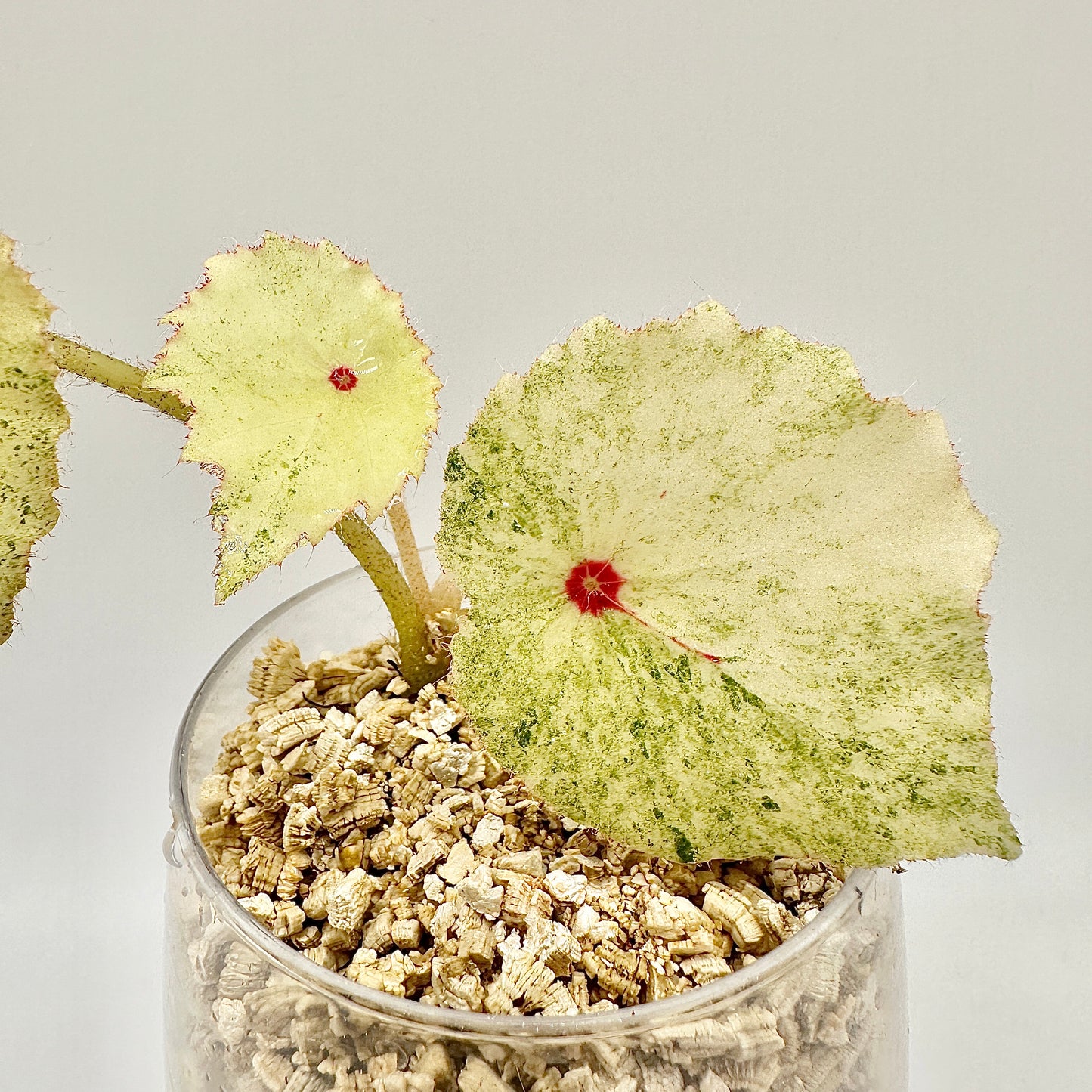 BEGONIA ROGUE VARIEGATED