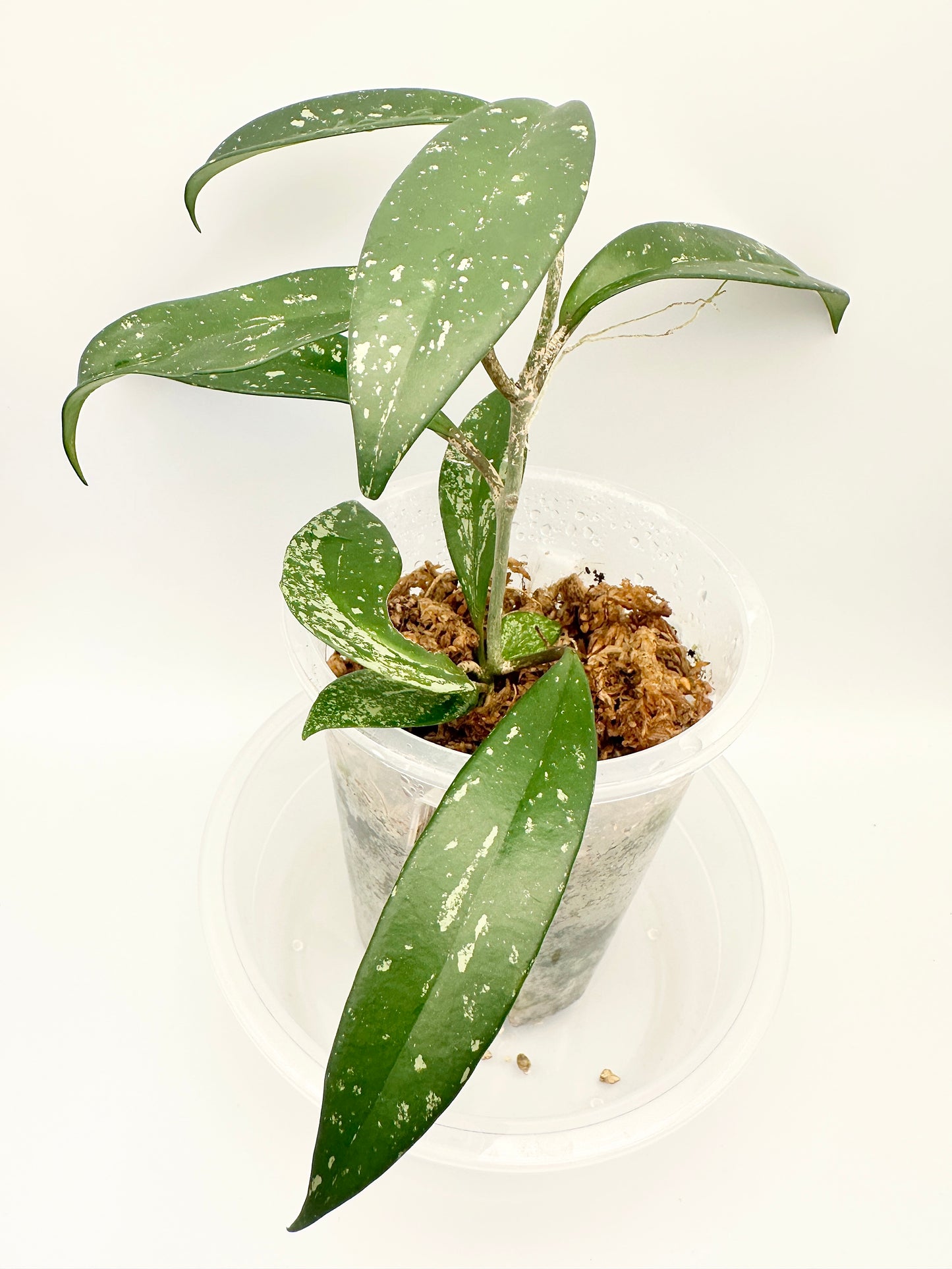HOYA PUBICALYX SPLASH