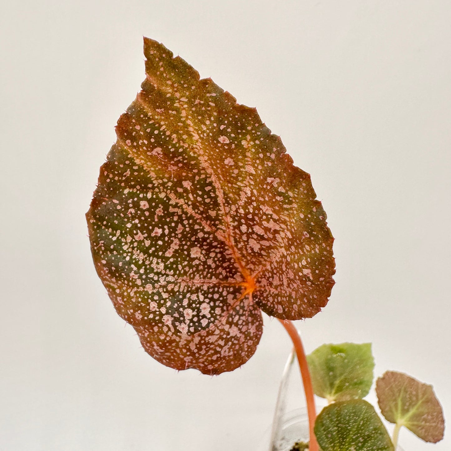 BEGONIA ELLA MARGUERITE