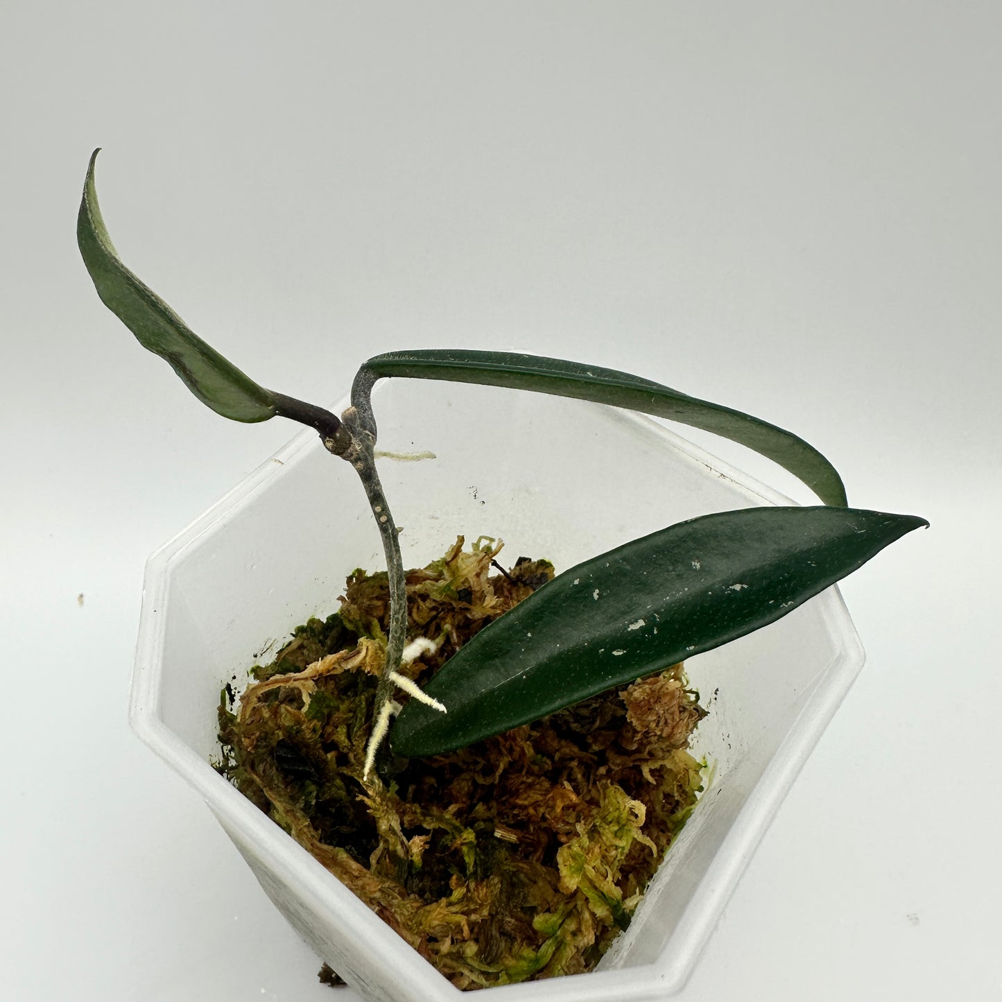 HOYA MIRABILIS CLONE