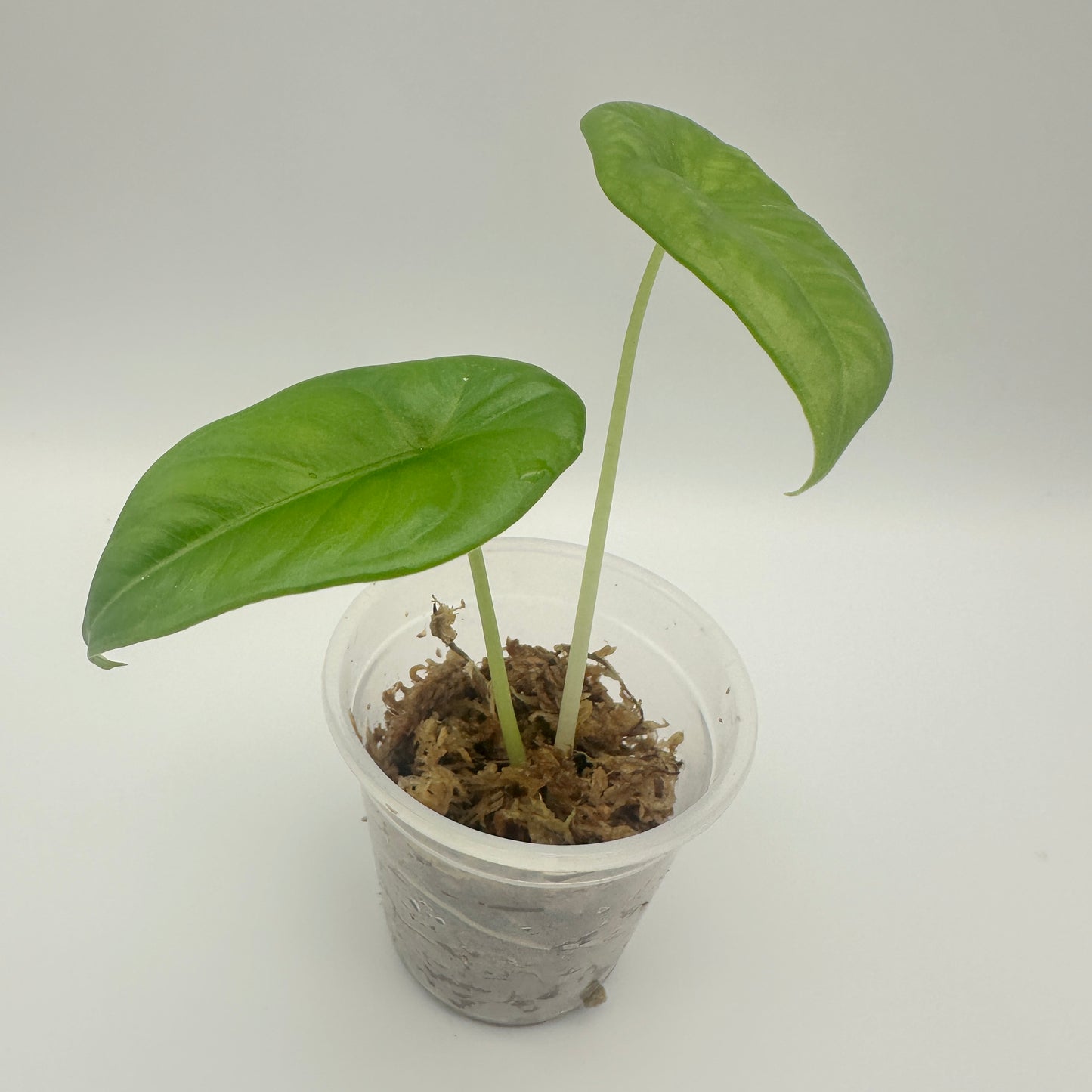 ALOCASIA PUNCAK BORNEENSIS (A) GROWN FROM CORM