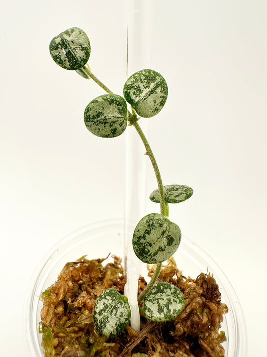 HOYA SERPENS SILVER SPLASH