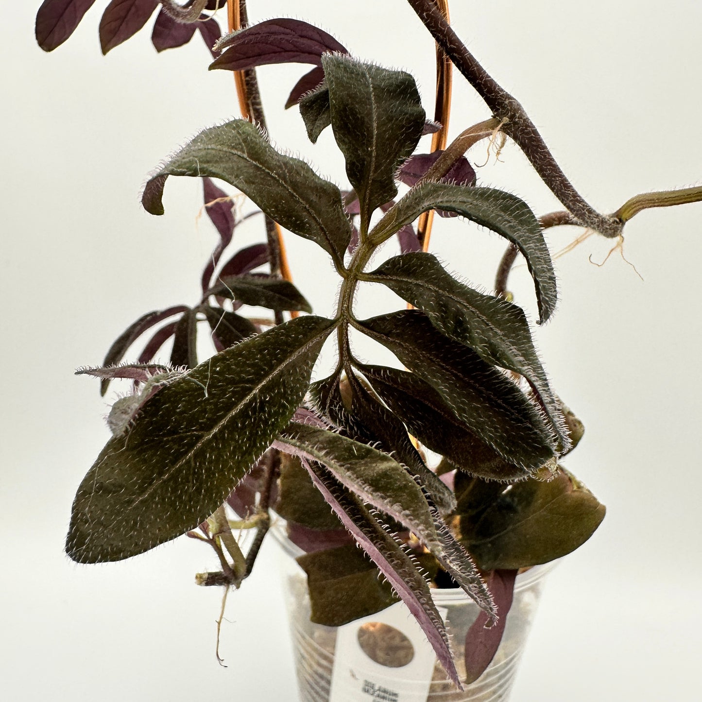 SOLANUM ULEANUM (A)