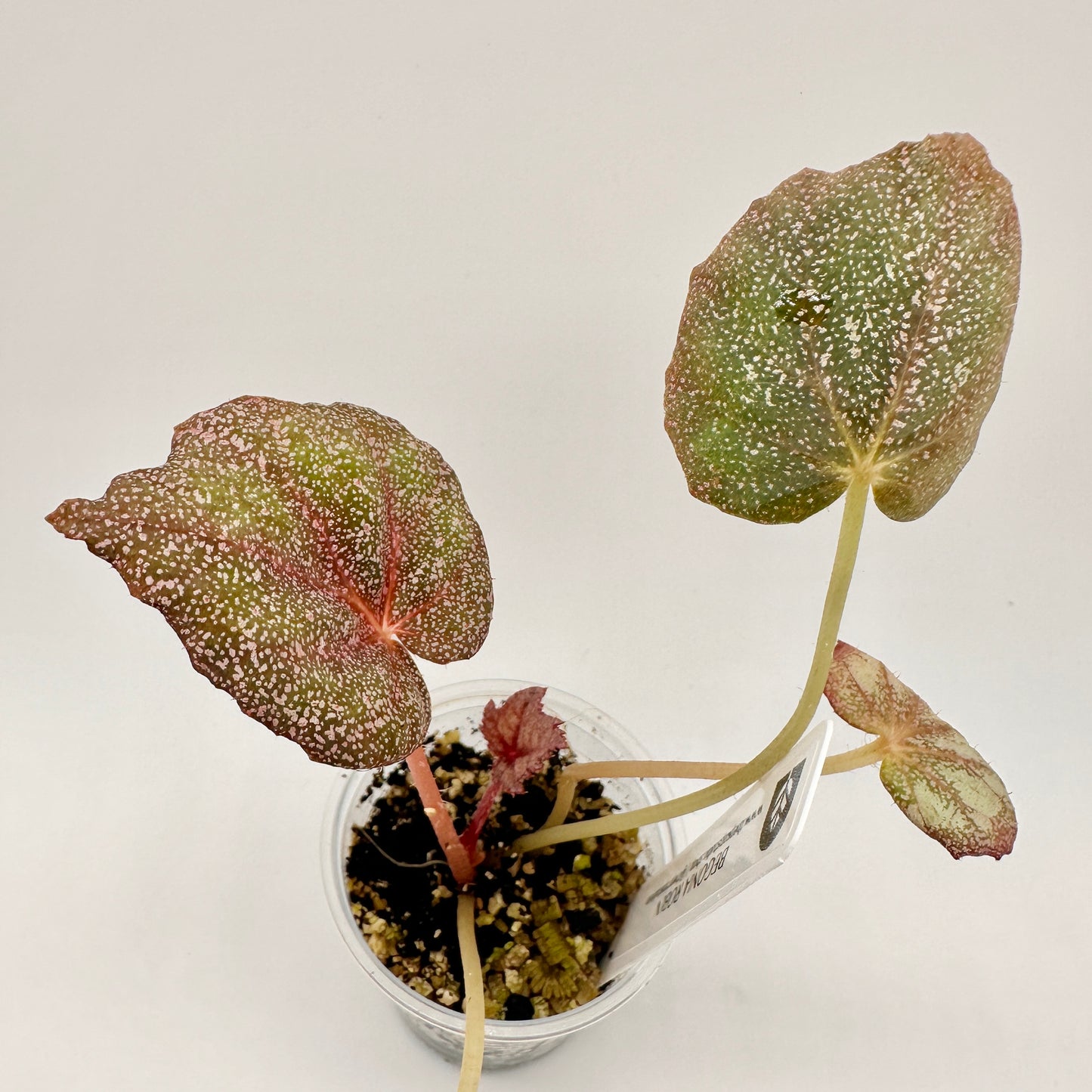 BEGONIA ROBIN