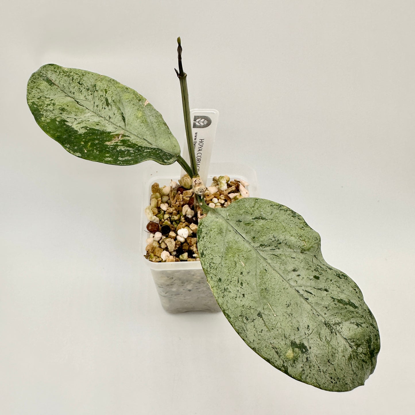 HOYA CORIACEA SILVER