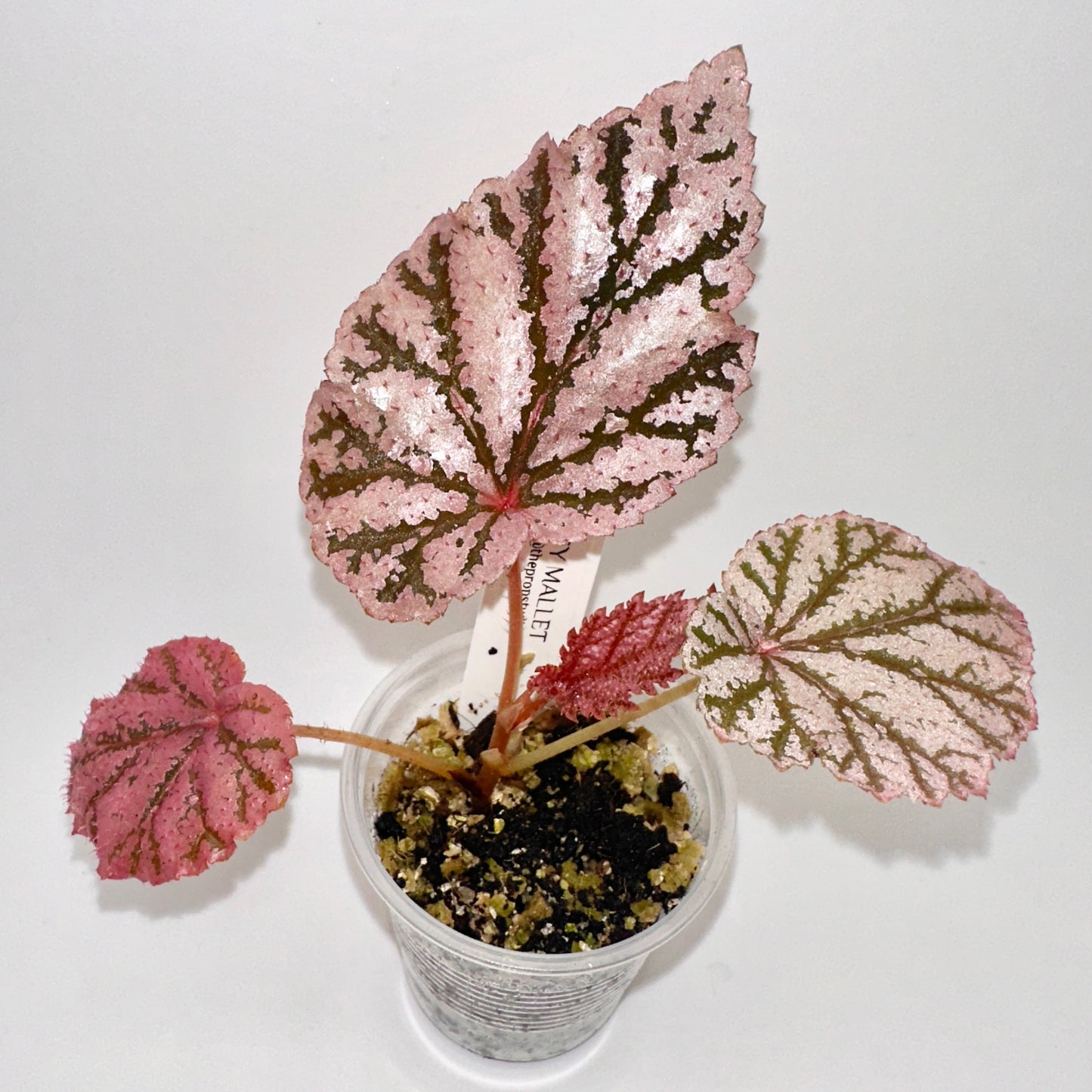 BEGONIA TINGLEY MALLET (JUVENILE) B