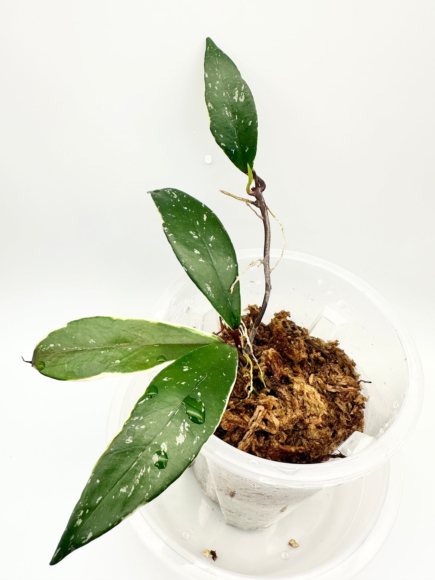 HOYA PUBICALYX PINK SILVER GHOST ALBOMARGINATA SPLASH (A)