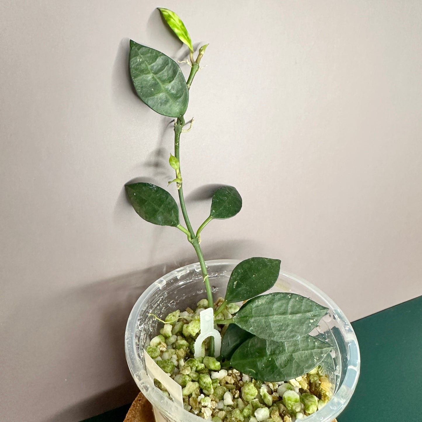 HOYA LACUNOSA AMARILLO (B)