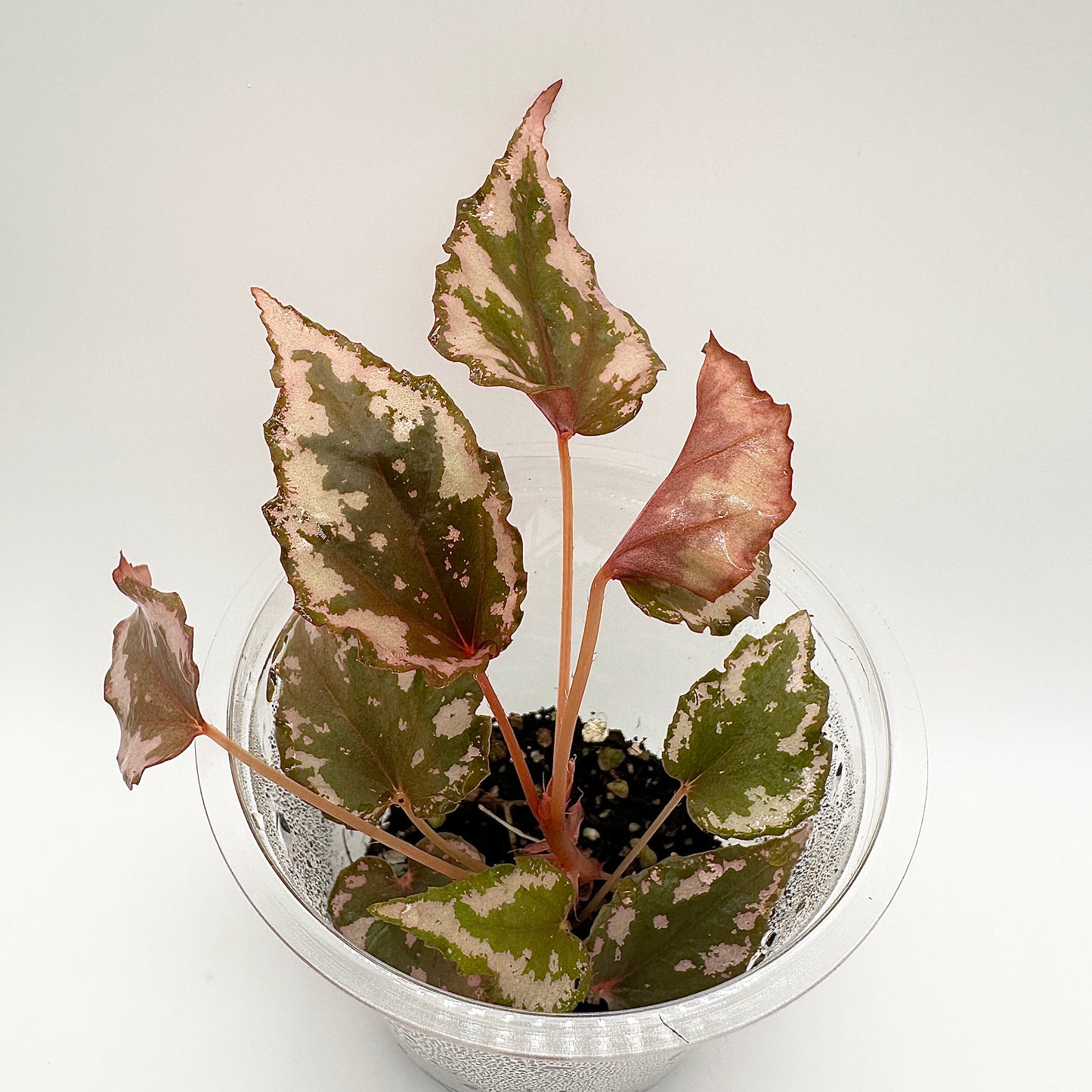 BEGONIA IGNITA HYBRID