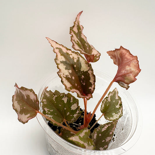 BEGONIA IGNITA HYBRID