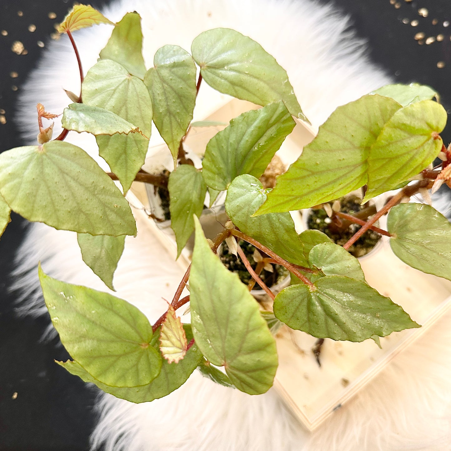 BEGONIA BOISIANA (GROWER’S CHOICE)